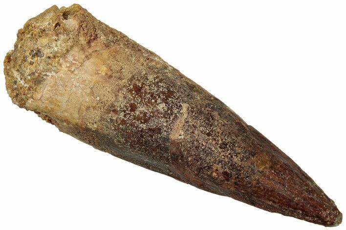 Fossil Spinosaurus Tooth - Real Dinosaur Tooth #311282